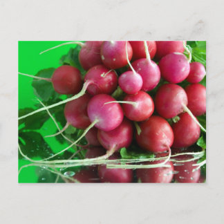 Carte Postale Radish