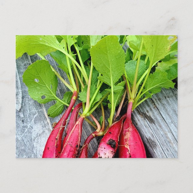 Carte Postale Radish du marché agricole (Devant)