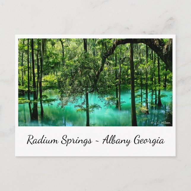 Carte Postale Radium Springs ~ Albany Georgia (Devant)