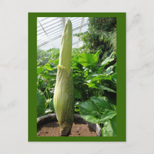 Carte Postale Rafflesia arnoldii