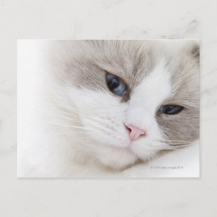 Carte Postale Ragdoll