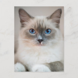 Carte Postale Ragdoll bleu chat