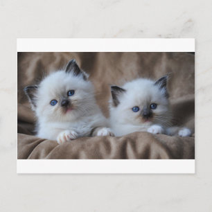 Carte Postale Ragdoll Kittens
