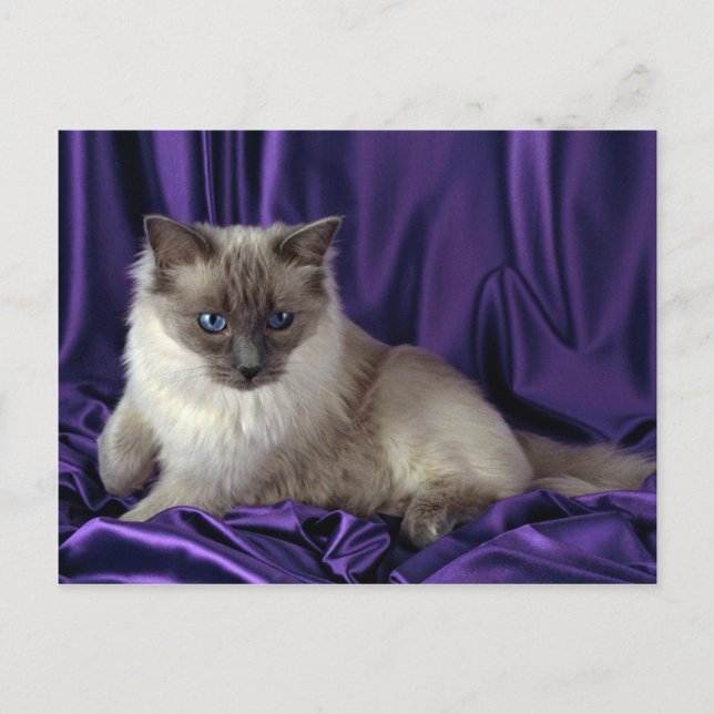 Carte Postale Ragdoll, point bleu (Devant)