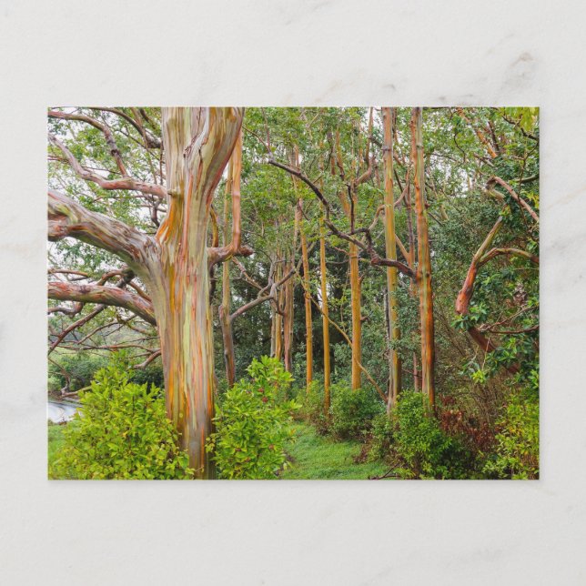 Carte Postale Rainbow Eucalyptus. Maui (Devant)