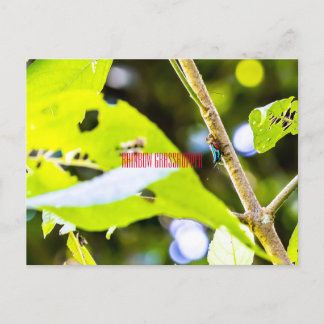 Carte Postale Rainbow Grasshopper