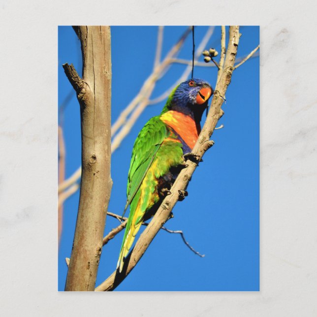 Carte Postale Rainbow Lorikeet (Devant)