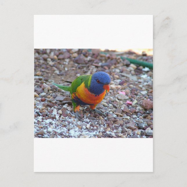 Carte Postale Rainbow Lorikeet (Devant)