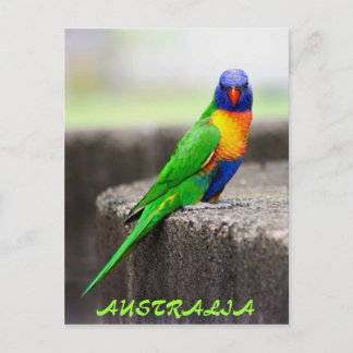 Carte Postale Rainbow Lorikeet, AUSTRALIE