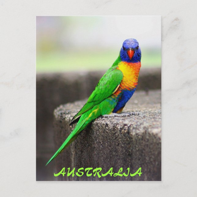 Carte Postale Rainbow Lorikeet, AUSTRALIE (Devant)