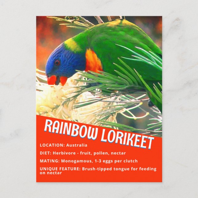 Carte Postale Rainbow Lorikeet Bird Informations pédagogiques Ph (Devant)