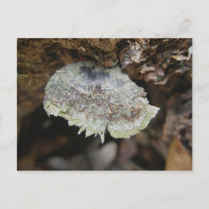 Carte postale Rainbow Shelf Fungus