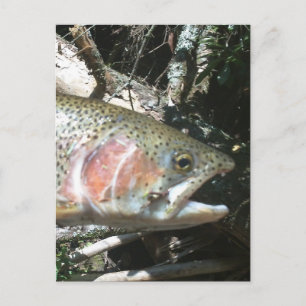 Carte Postale Rainbow trout