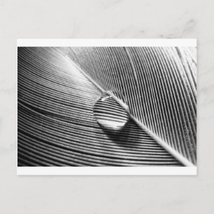 Carte Postale Raindrop sur la feuille