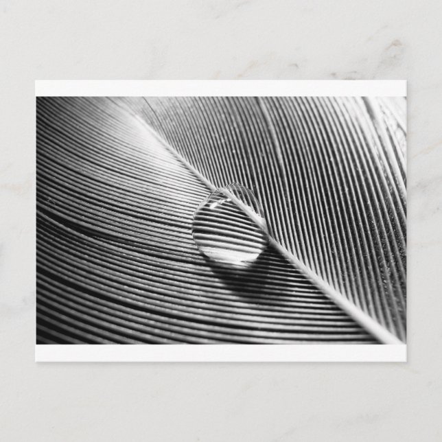 Carte Postale Raindrop sur la feuille (Devant)