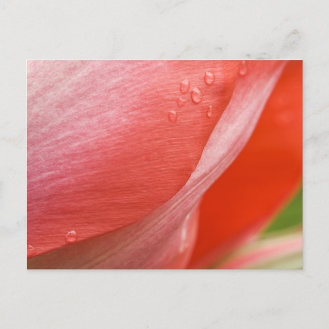 Carte Postale Raindrops, Pink Spring Tulip Abstrait Macro photo (Devant)