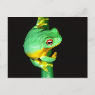 Carte Postale Rainette à yeux rouges d'Australie, Litoria chlori