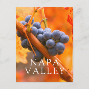 Carte Postale Raisin Ripe En Vignoble