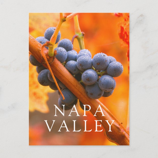 Carte Postale Raisin Ripe En Vignoble (Devant)