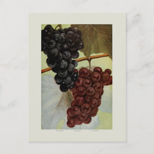 Carte Postale Raisins