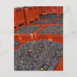 Carte Postale Raisins de Gamay tout juste cueillis lors des vend