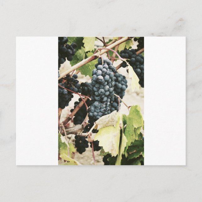 Carte Postale Raisins De Vin Sur La Vigne (Devant)