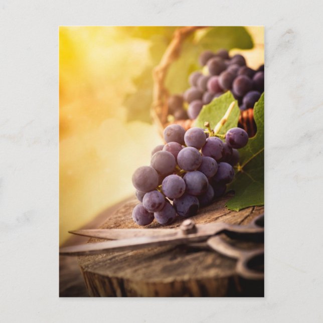 Carte Postale Raisins fraîchement récoltés (Devant)