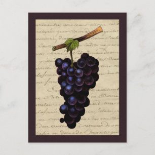 Carte Postale Raisins noirs vintages