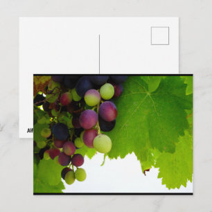 Carte Postale Raisins sur la vigne