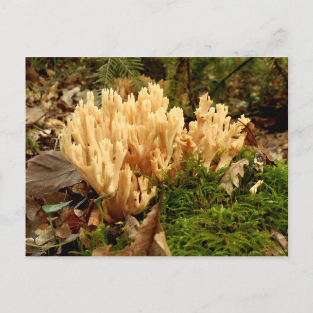Carte postale Ramaria stricta Fungi (Devant)