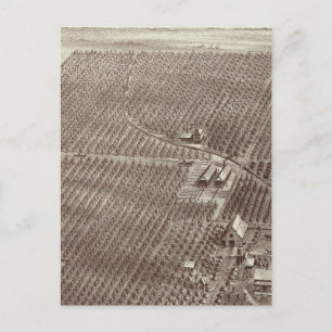 Carte Postale Ranch de fruits de Chapin