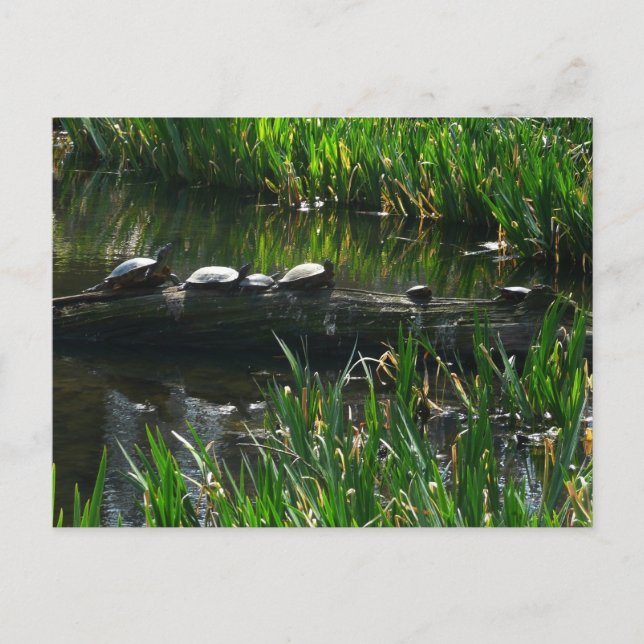 Carte Postale Rangée de tortues Green Nature Photo (Devant)