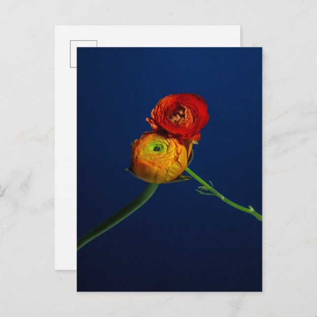 Carte postale Ranunculus (Devant / Derrière)