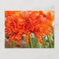 Carte postale Ranunculus