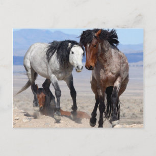 Carte postale rapide et furieuse