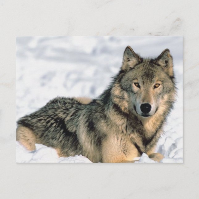 Carte Postale Rappeler le loup (Devant)