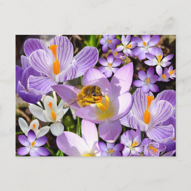 Carte Postale Rassembler le nectar des abeilles des fleurs de Cr (Devant)