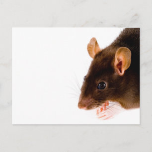 Carte Postale Rat Brown