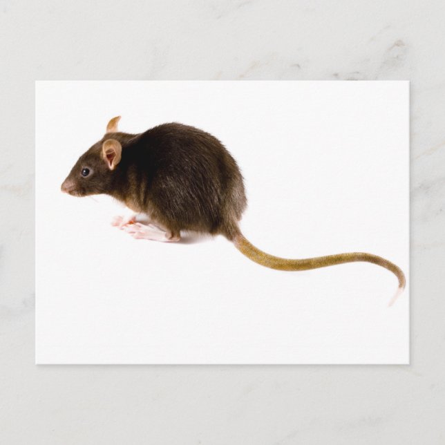 Carte Postale Rat Brown (Devant)
