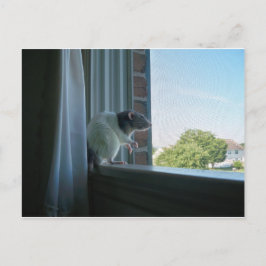 Carte Postale Rat contemplatif
