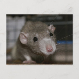 Carte Postale Rat curieux
