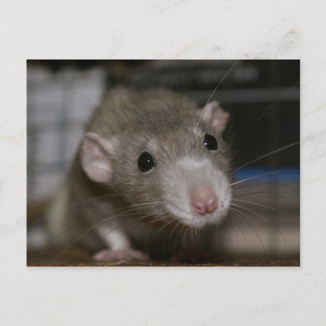 Carte Postale Rat curieux (Devant)