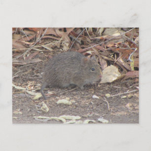 Carte Postale Rat de coton