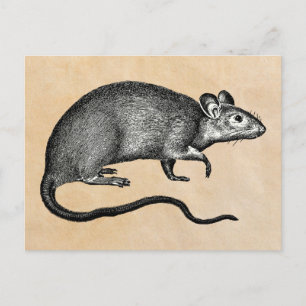 Carte Postale Rat Halloween Vintage