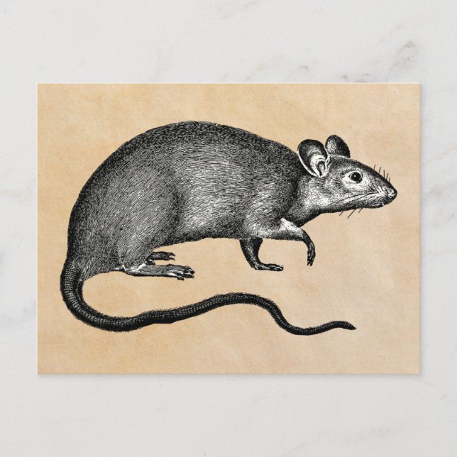 Carte Postale Rat Halloween Vintage (Devant)
