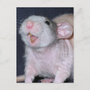Carte Postale Rat souriant mignon