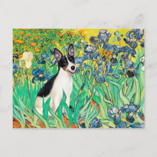 Carte Postale Rat Terrier - Iris