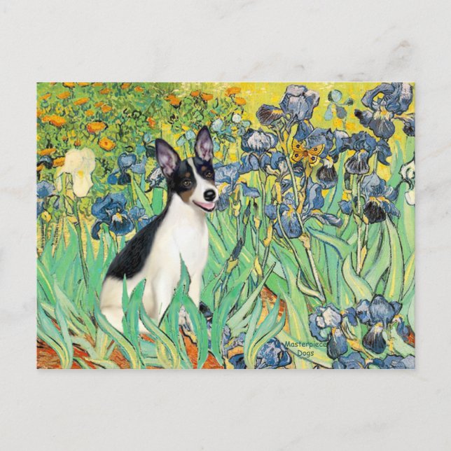 Carte Postale Rat Terrier - Iris (Devant)