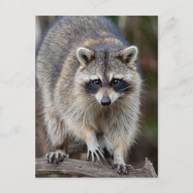 Carte Postale Raton laveur, lotor de Procyon, la Floride, (Devant)