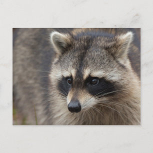 Carte Postale Raton laveur, Procyon lotor, Floride